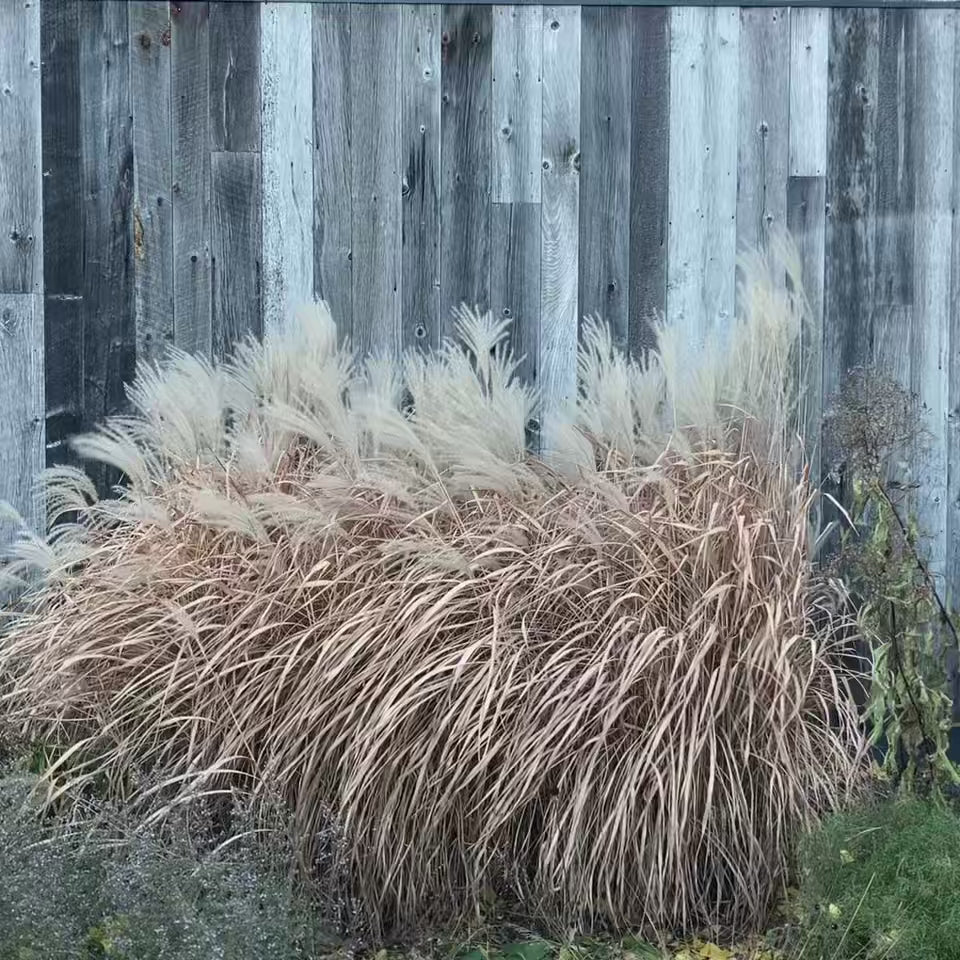 The Prairie